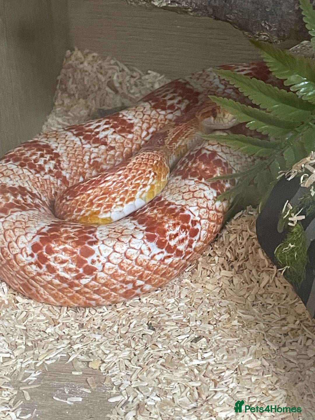 Corn Snake reptiles for sale: Corn snake and setup  - Image 1