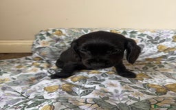 Cocker Spaniel dogs for sale: REDUCED KC Cocker Spaniel Boy £700 - Image 15