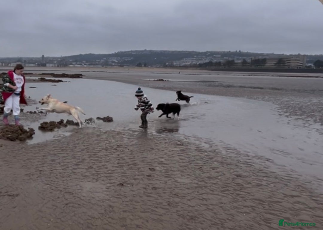 Labrador Retriever dogs for sale: 🌟 Fully vaccinated Chunky pedigree Labradors 🌟  - Advert 7