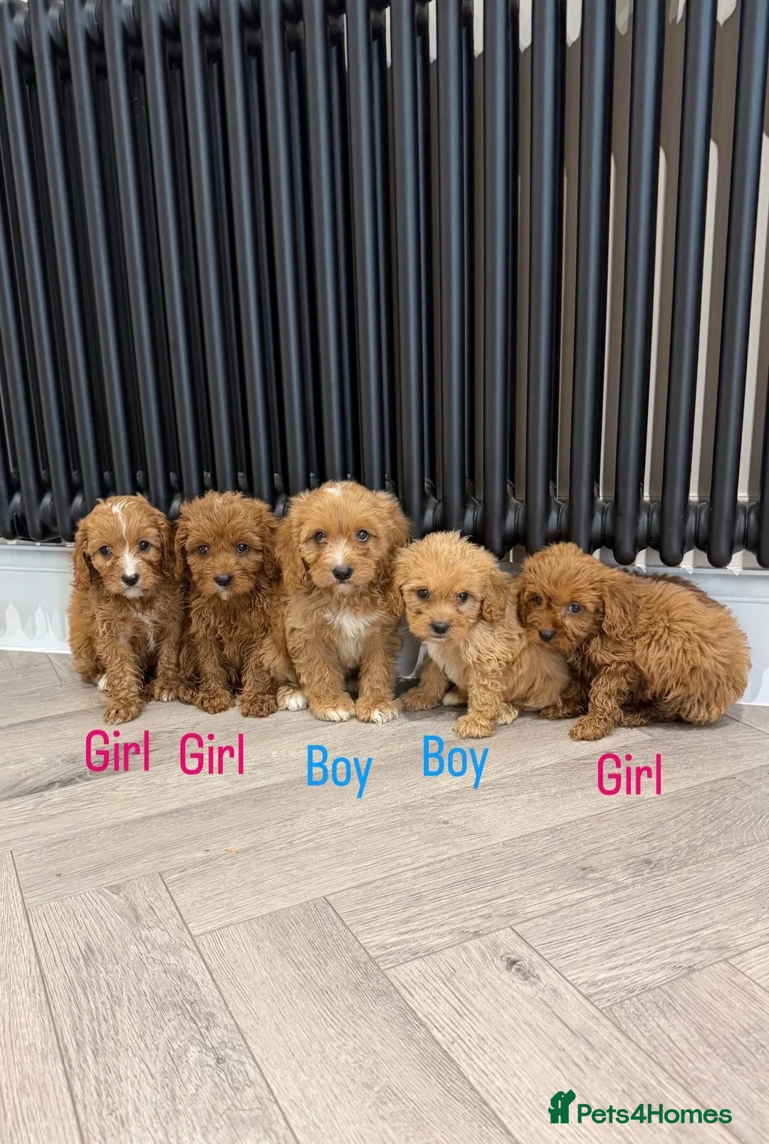 Cavapoo dogs for sale: Stunning quality f1 cavapoos - Advert 7