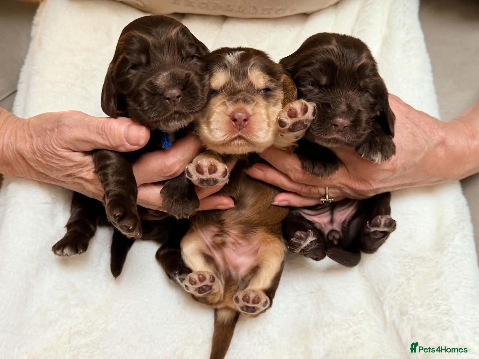 Cocker Spaniel dogs KC Reg, health tested Chocolate Puppies - Advert 1