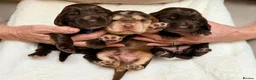 Cocker Spaniel dogs for sale: KC Reg, health tested Chocolate Puppies - Advert 1