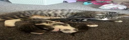 Mixed Breed cats for sale: 5 beautiful boys  in Preston - Advert 6