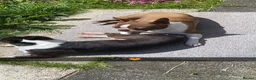 Boston Terrier dogs for sale: Boston Terrier Special Home Needed - Advert 3