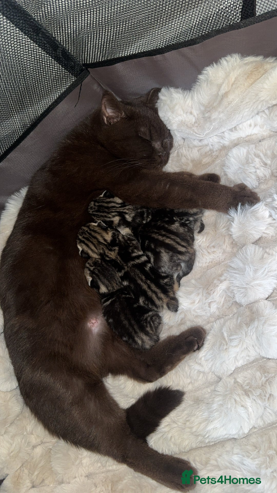 British Shorthair cats for sale: British short hair kittens  - Image 2