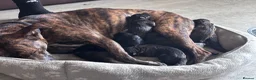 Mixed Breed dogs for sale: Female puppy for sale - Advert 1