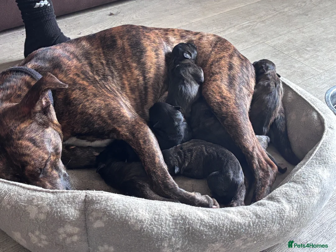 Mixed Breed dogs for sale: Female puppy for sale - Advert 1