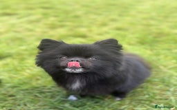 Pomeranian dogs for sale: Beautiful mix of Russian/Chi Tien Pomeranian Pups - Image 6