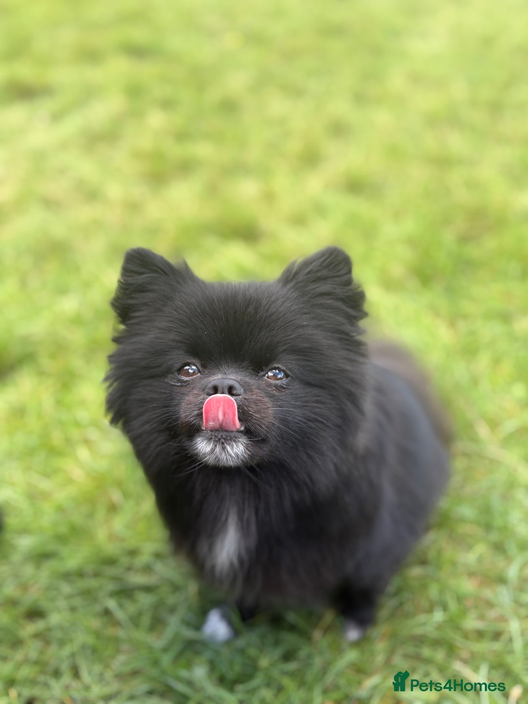 Pomeranian dogs for sale: Beautiful mix of Russian/Chi Tien Pomeranian Pups - Image 6
