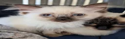 Ragdoll cats for sale: Individually gorgeous ragdoll babies 💖💖💖 - Advert 11