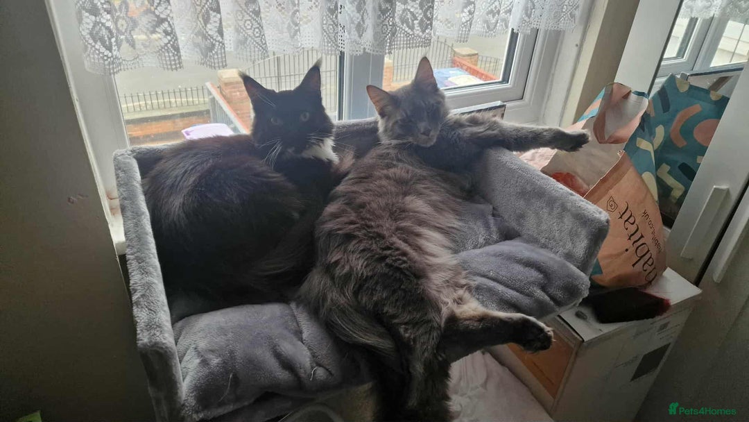 Maine Coon cats for sale: 2 beautiful (certified pure-bred) maine coons - Image 4