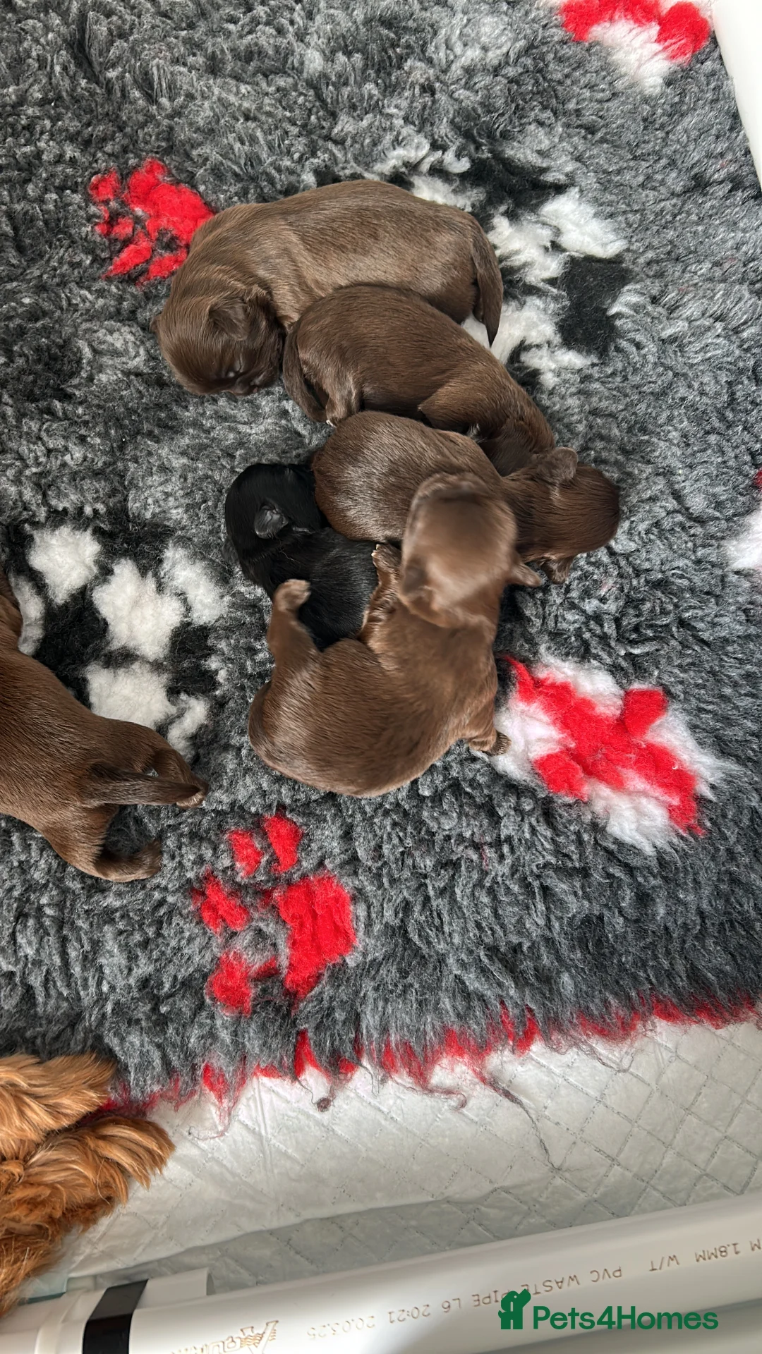 Shih Tzu dogs for sale: 6 Shih Tzu puppies  - Advert 2