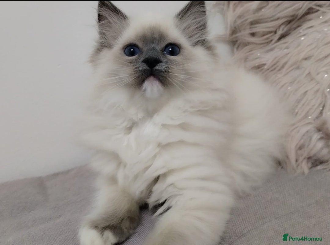 Ragdoll cats for sale: 💕Female Ragdoll kitten TICA registered  - Advert 2
