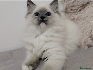 Ragdoll cats 💕Ragdoll kittens Tica registered - Advert 1