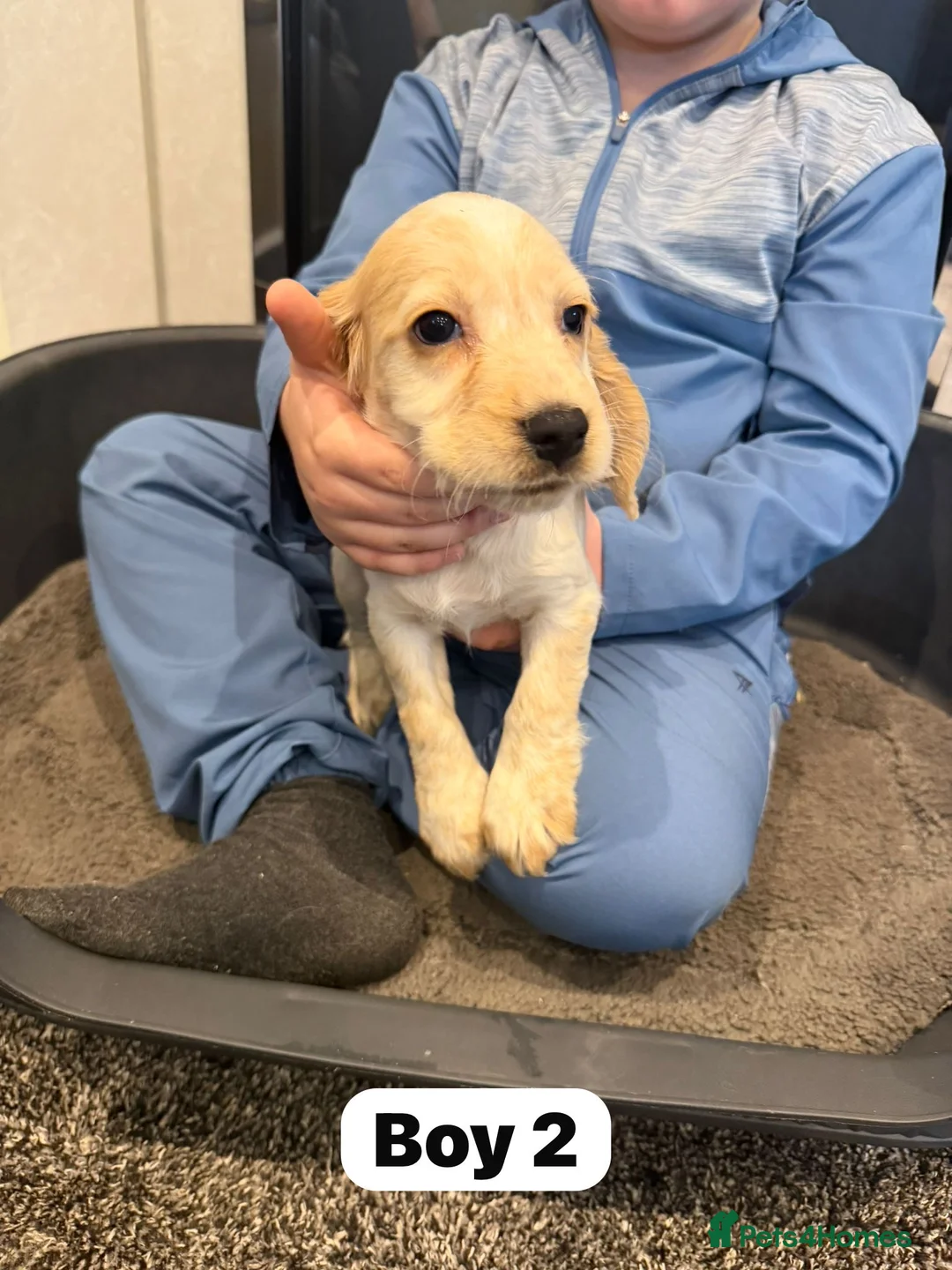 Cocker Spaniel dogs for sale: Beautiful adorable show type cocker spaniels - Advert 19