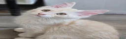 Maine Coon cats for sale: Ready now TICA registered Maine Coon kitten's - Advert 14