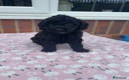 Miniature Poodle dogs for sale: Miniature poodles REDUCED READY TO LEAVE NOW  - Image 32