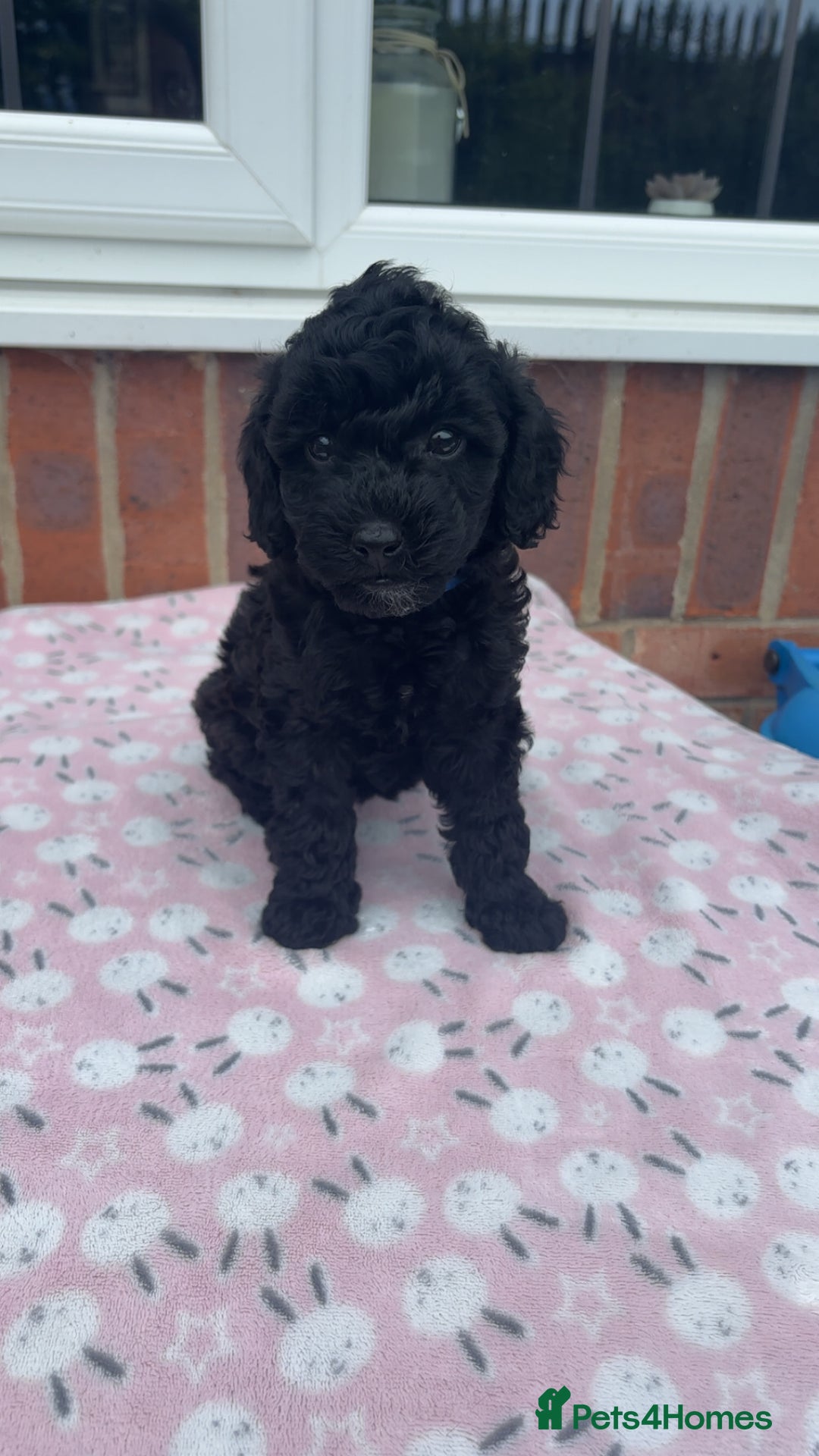 Miniature Poodle dogs for sale: Miniature poodles REDUCED READY TO LEAVE NOW  - Image 32