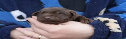 Labrador Retriever dogs for sale: Chocolate Labrador puppies Kc reg health tested - Advert 34