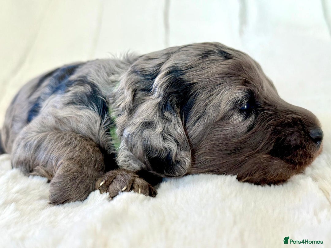 Cockapoo dogs for sale: F1b Miniature Cockapoo Pups Fully Health Tested - Advert 23