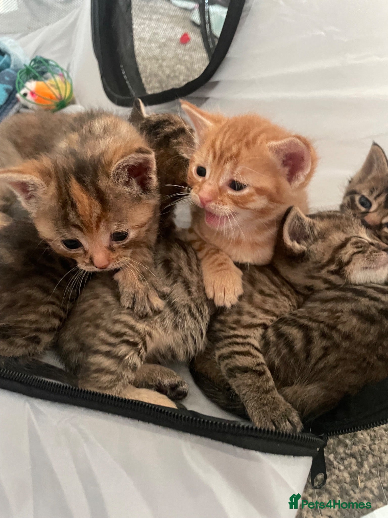 British Shorthair cats Beautiful Kittens Looking for Loving Homes - Advert 3