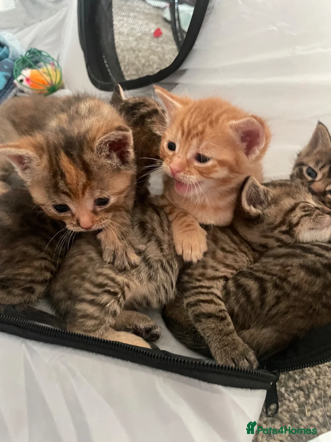 British Shorthair cats for sale: Beautiful Kittens Looking for Loving Homes - Advert 1