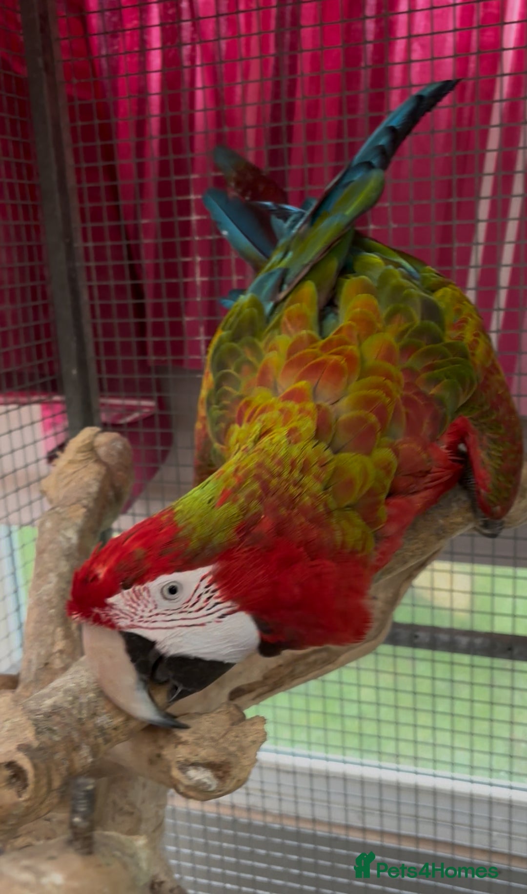Macaws birds for sale: Tropicana x Jubilee pair of Macaws  - Advert 4