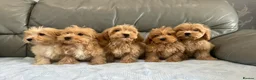 Coton De Tulear dogs for sale: COTON NOODLE PUPPIES READY NOW  - Advert 4