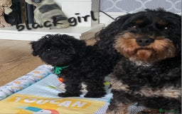 Cavapoo dogs for sale: F1b cavapoo Puppy  - Image 5