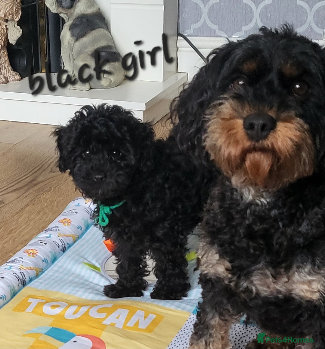 Cavapoo dogs for sale: F1b cavapoo Puppy  - Image 5