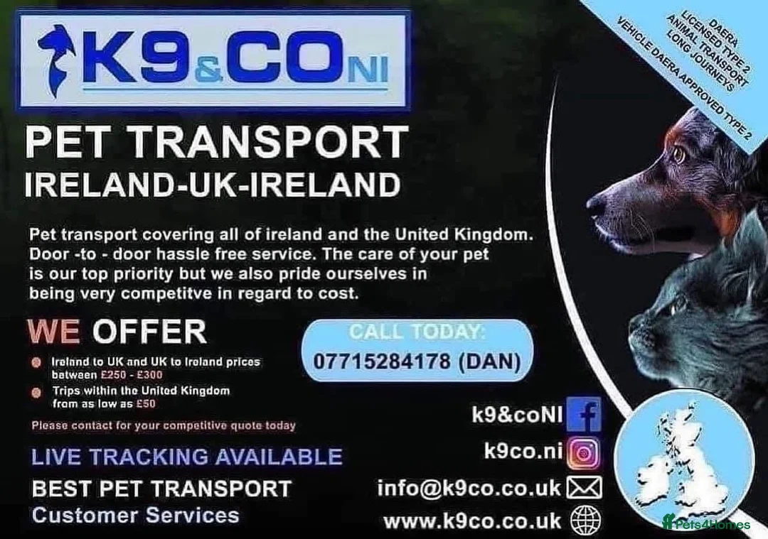 Italian Greyhound dogs for sale: Stunning Italian greyhound puppies  - Advert 11