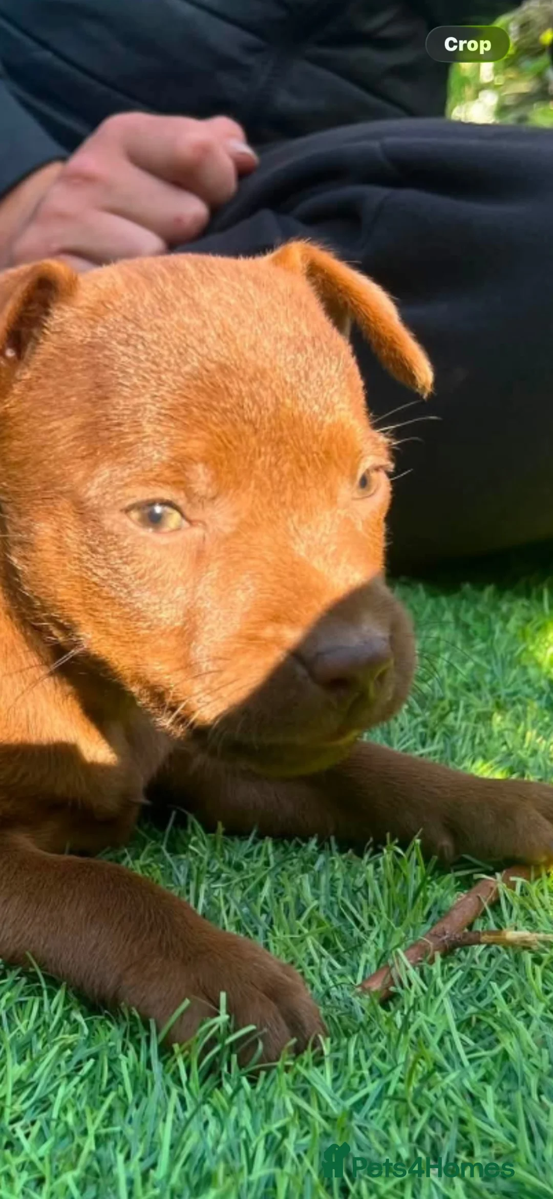 Patterdale Terrier dogs for sale: 2 beautiful patterdale puppies  - Advert 4