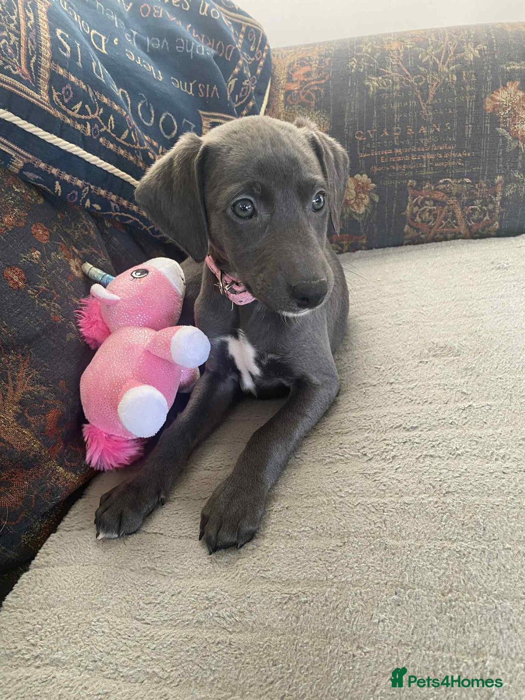 Mixed Breed dogs for sale: Beautiful Saluki x Whippet puppies - Advert 19