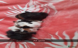 Guinea Pig rodents for sale: Gunipigs babies  - Image 2