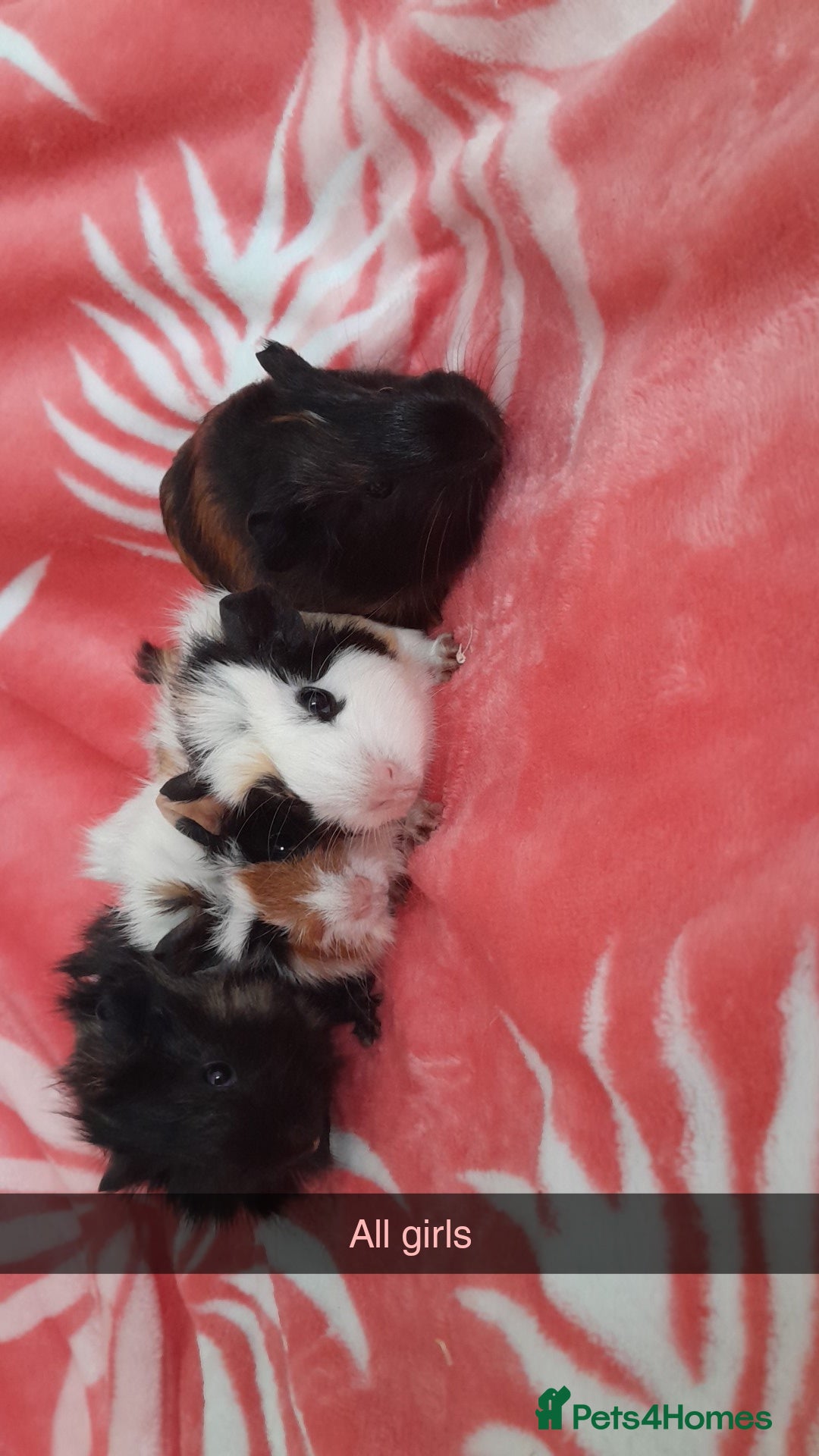 Guinea Pig rodents for sale: Gunipigs babies  - Image 2