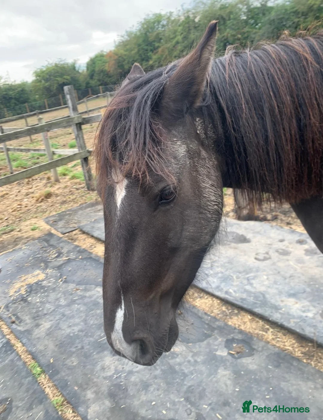 Other Breed horses for sale: 13.3 Cob x American Paint Gelding - Advert 8