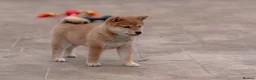 Japanese Shiba Inu dogs for sale: “Last but not least.” Beautiful girl cancelation  - Advert 6