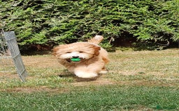 Cockapoo dogs for stud: Hip 0/0🌟 Elbow 0/0🌟 Australian Labradoodle - Advert 26