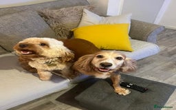Cocker Spaniel dogs for sale: Adorable Loving Cocker Spaniel  - Image 9