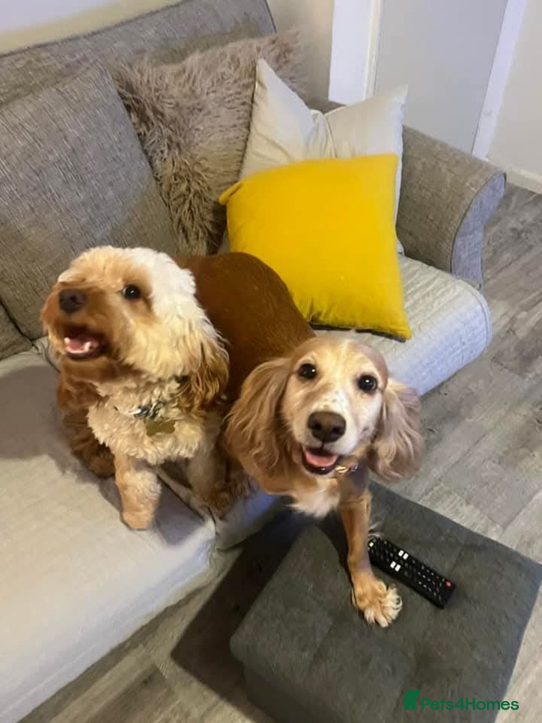 Cocker Spaniel dogs for sale: Adorable Loving Cocker Spaniel  - Image 9