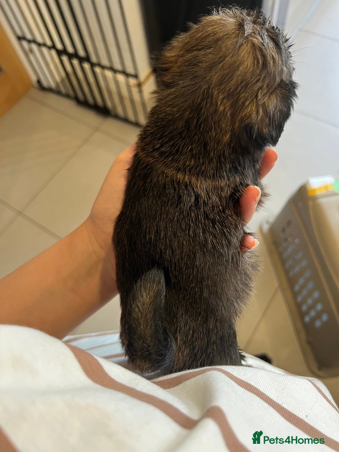 Mixed Breed dogs for sale: Chihuahua cross terrier puppies  - Image 16