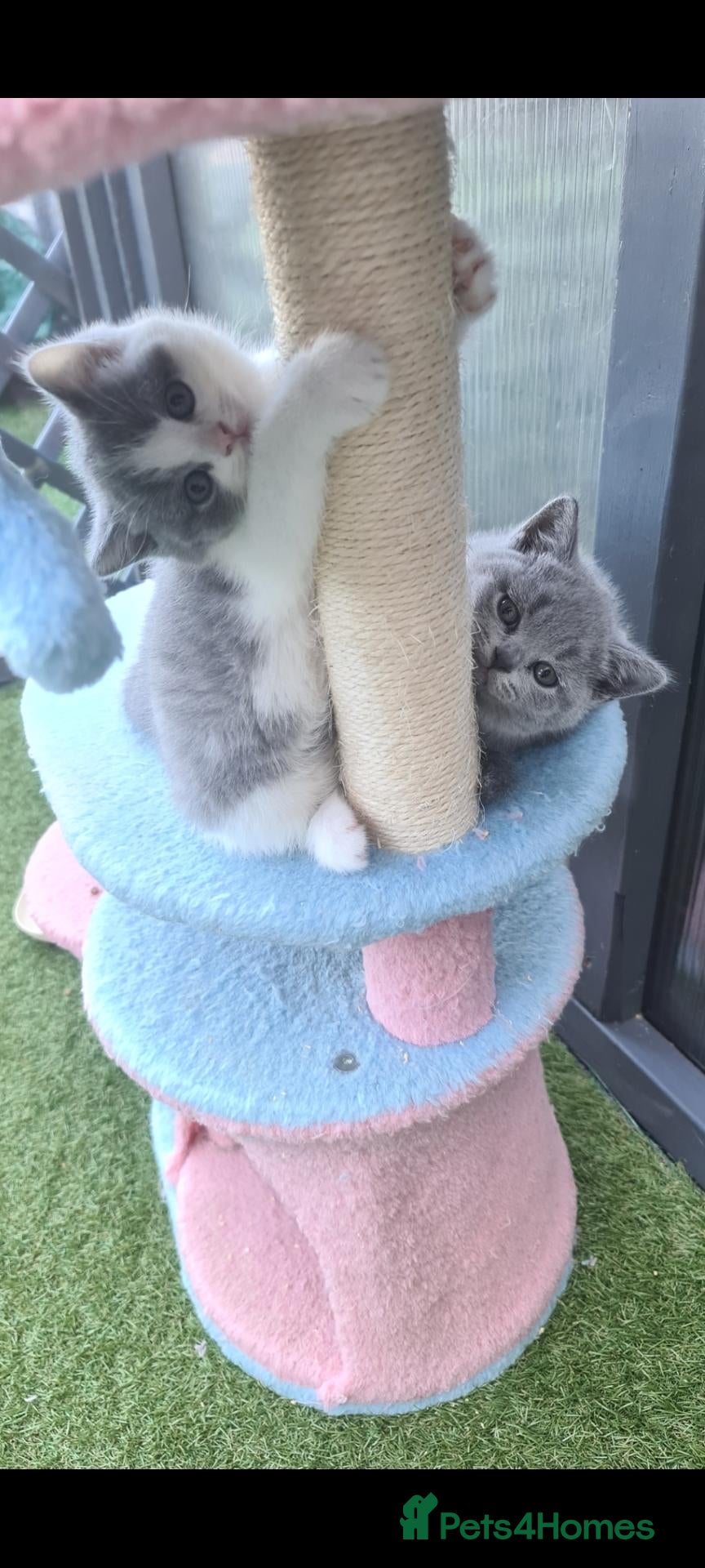 British Shorthair cats British shorthair kittens  - Advert 1