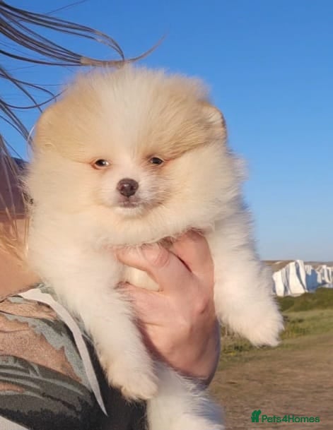 Pomeranian dogs CHIAO LI YA mixed colours + lavender puppies - Advert 9