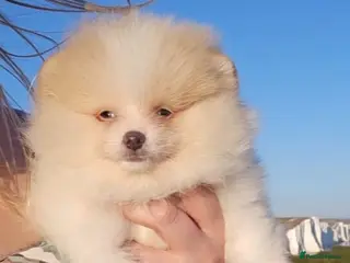 Pomeranian dogs CHIAO LI YA mixed colours + lavender puppies - Advert 9