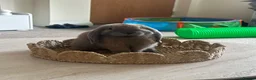 Mini Lop rabbits for sale: Mini lop  in Southampton - Advert 2