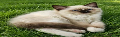 Ragdoll 1