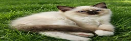 Ragdoll cats for sale: RAGDOLLS GIRL SEAL POINT BICOLOUR BLUE EYES  - Advert 12