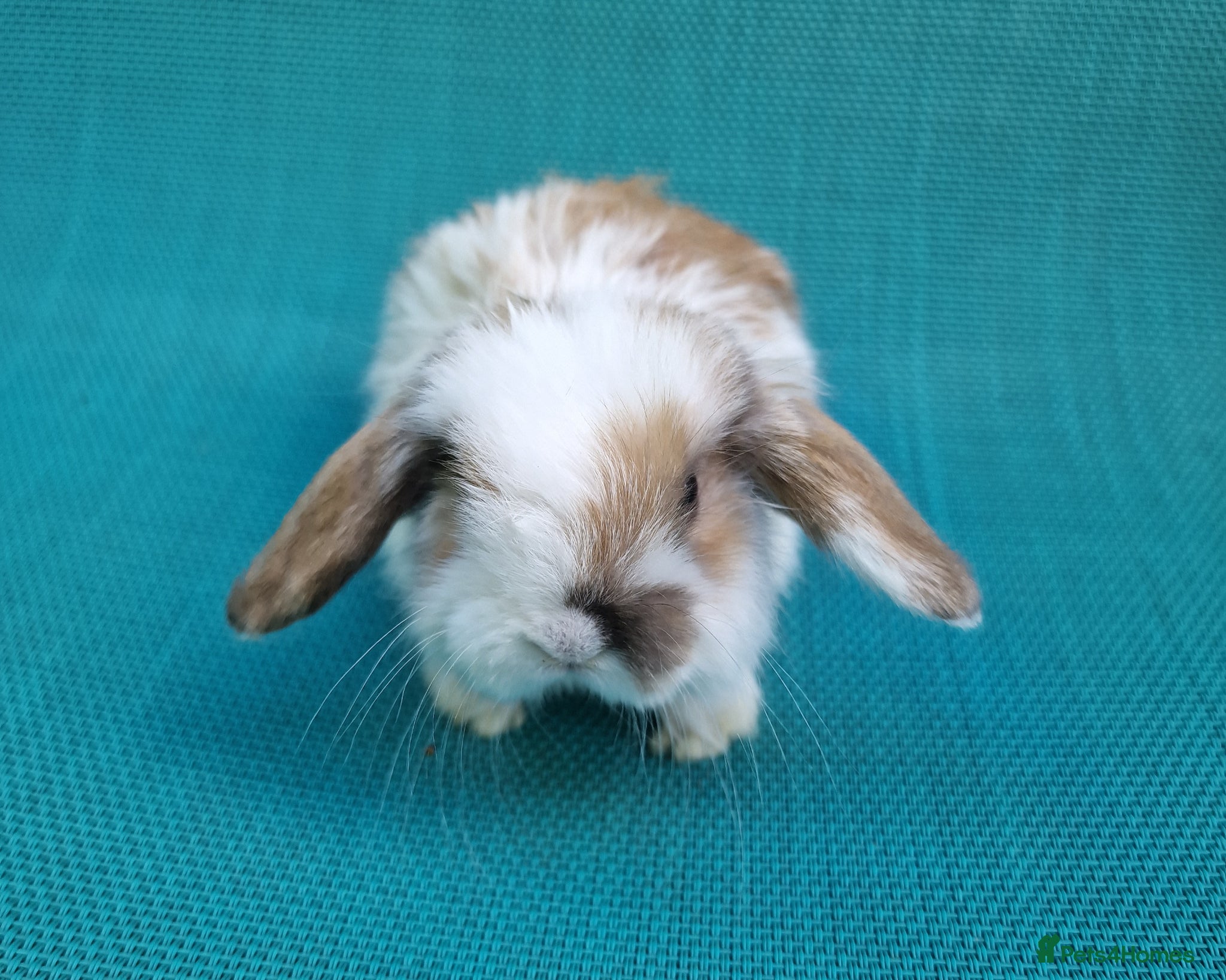Mini Lop rabbits Last Male mini lop - Advert 18