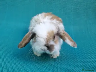 Mini Lop rabbits Last Male mini lop - Advert 18