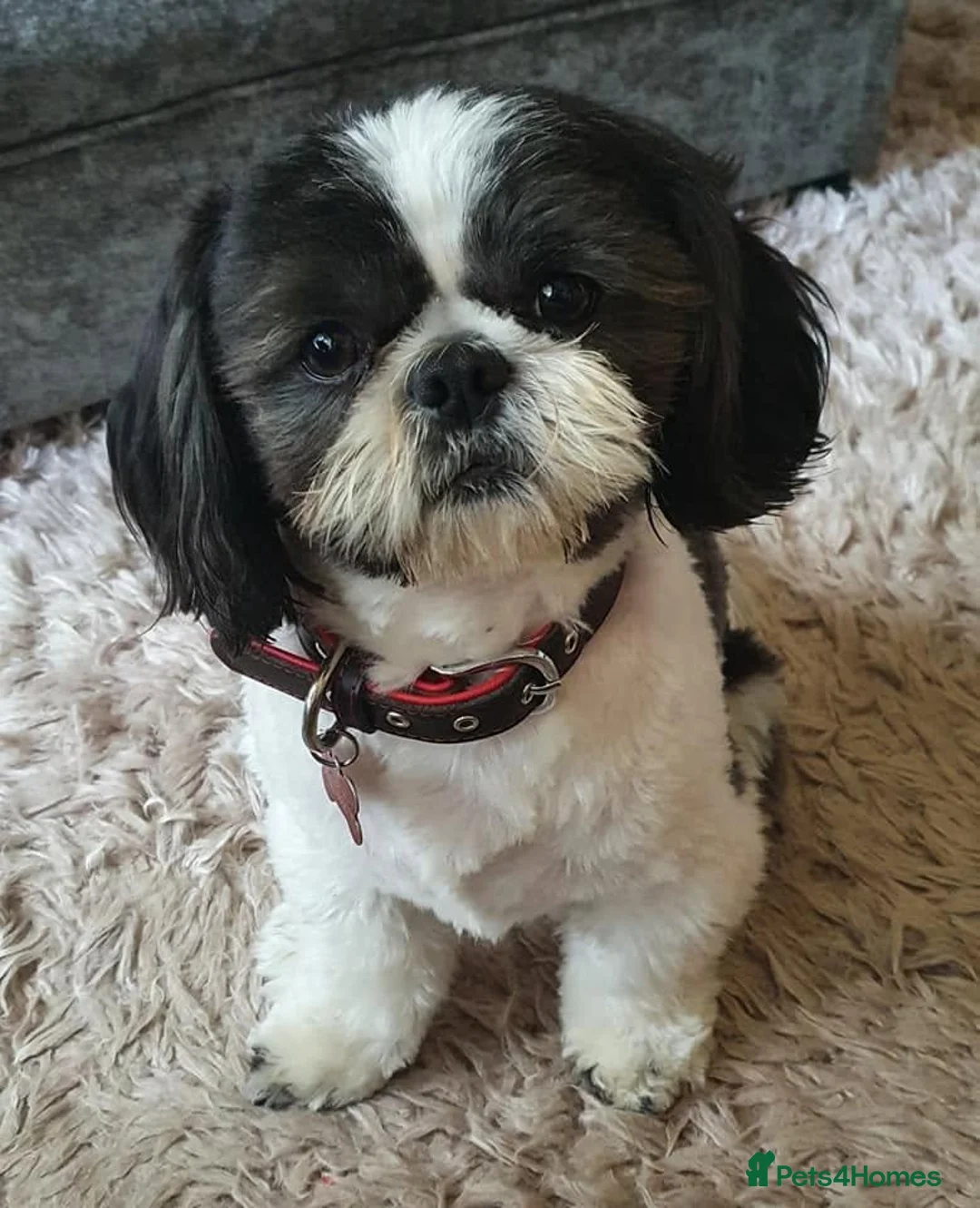 Shih Tzu dogs for stud: proven Shih tzu for stud - Advert 3